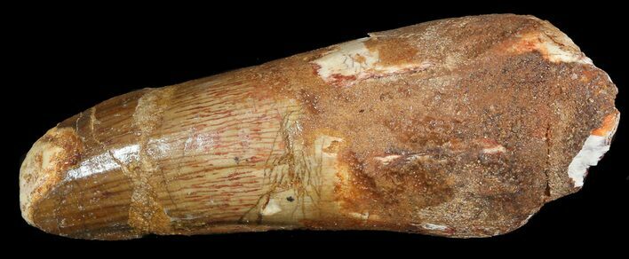 Bargain Spinosaurus Tooth - Composite Tooth #45750